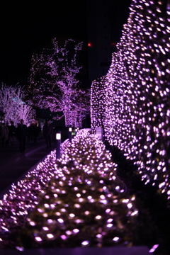 チョットエロイイルミ