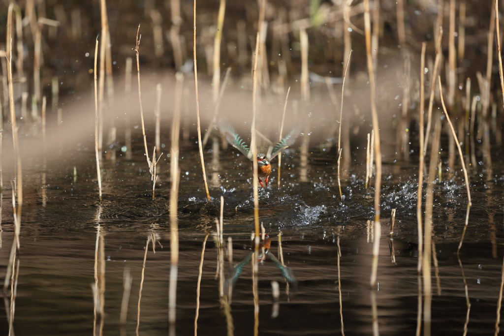 やっぱり、被った１