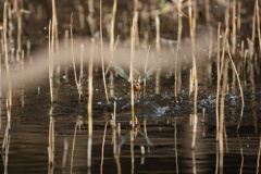 やっぱり、被った１
