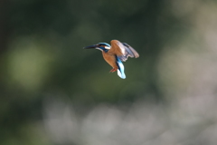 ホバも撮れたよ２