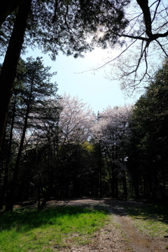 桜