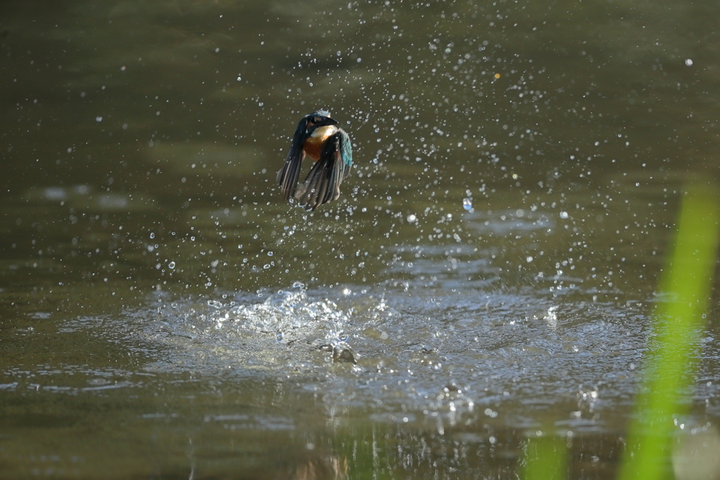 お魚、取れなかった