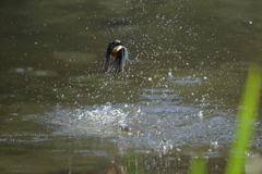 お魚、取れなかった