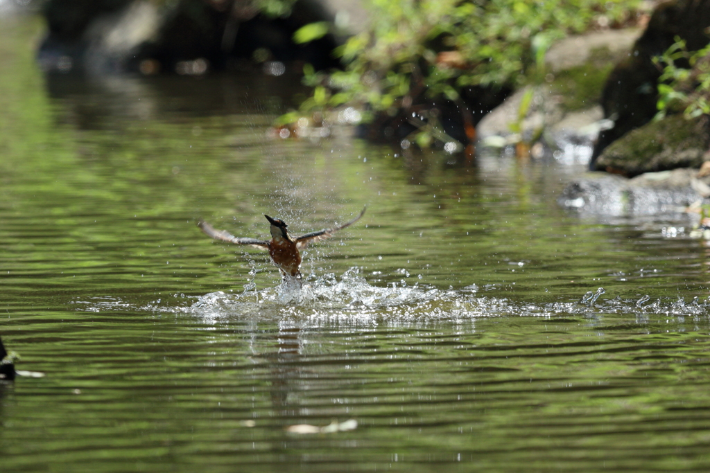 たまには水がらみ