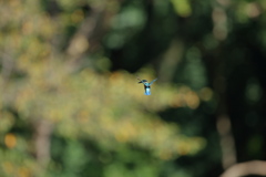 いきなりのホバ大会開催３