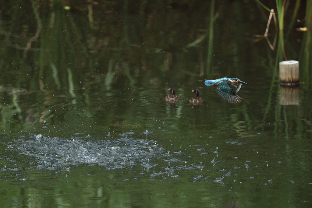 遠くに？？？ツブリン子５