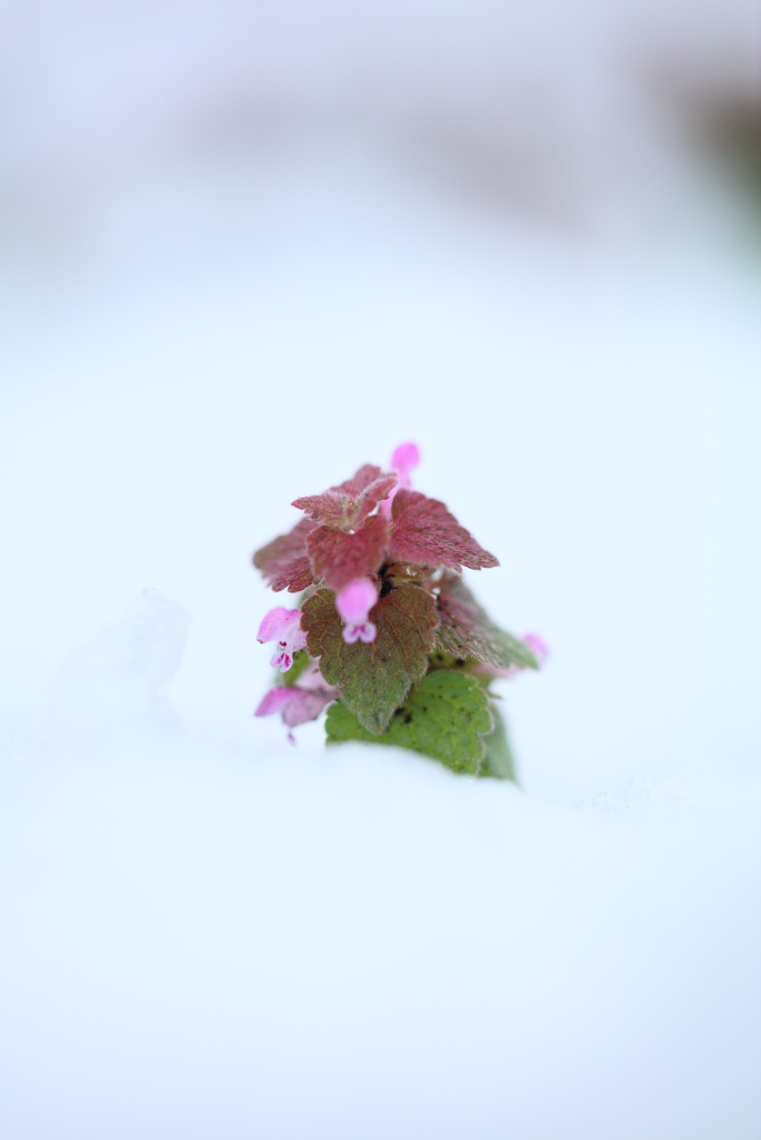 雪の中の天使