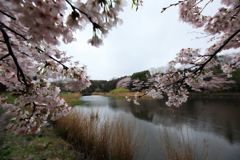 広角②