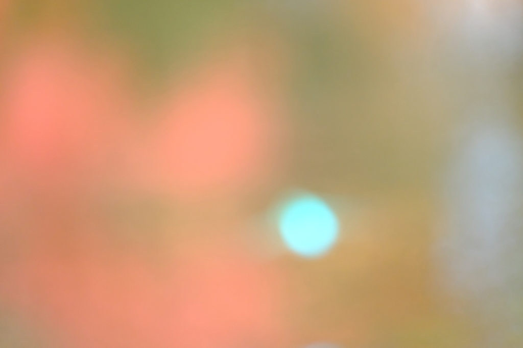 カワセミの丸ボケ