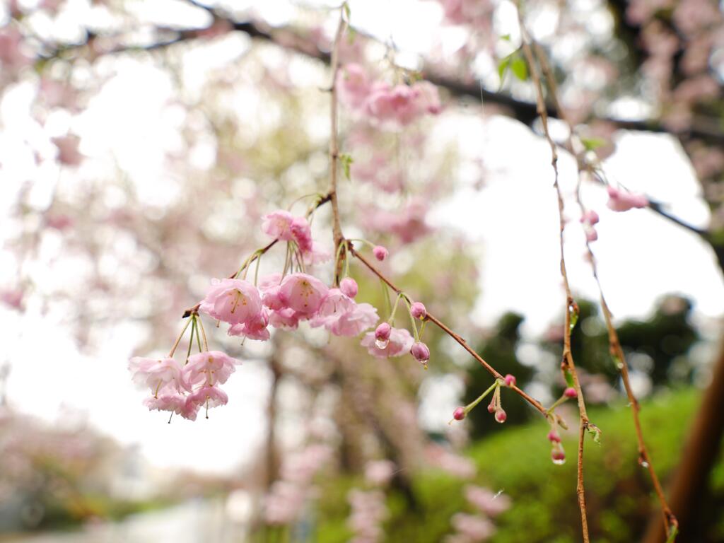 雨のしだれ桜も