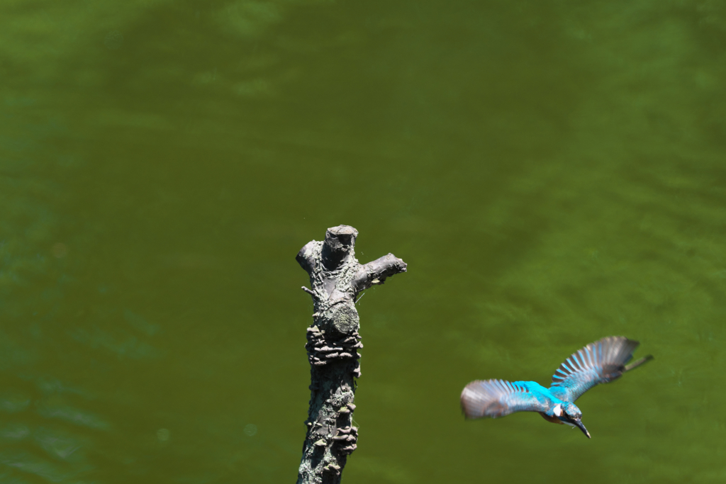 この距離なら６