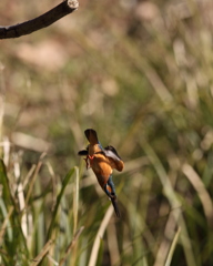 アムロ行きます。