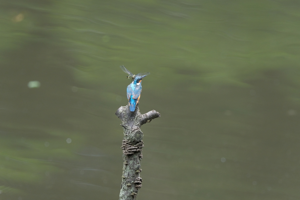 今日も留まるの？４