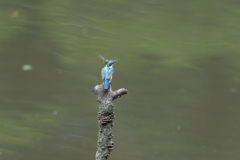 今日も留まるの？４