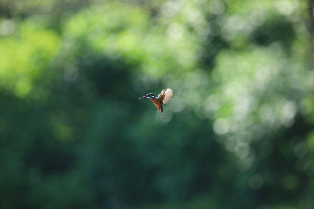 光の、輪の中へ