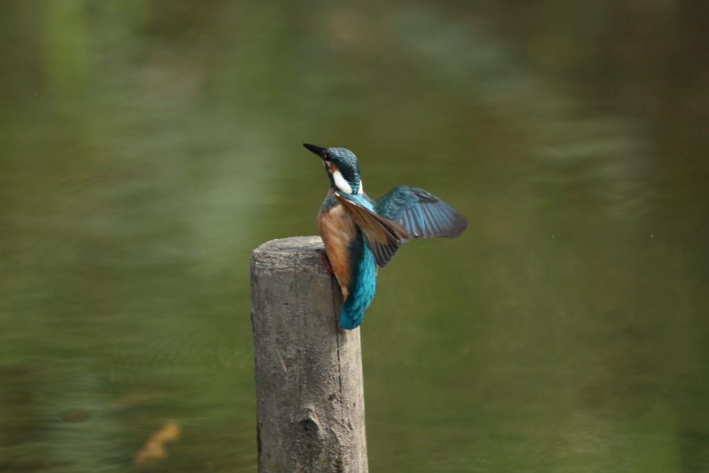 手持ち６連射⑥