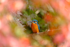 紅葉トンネルのカワセミ