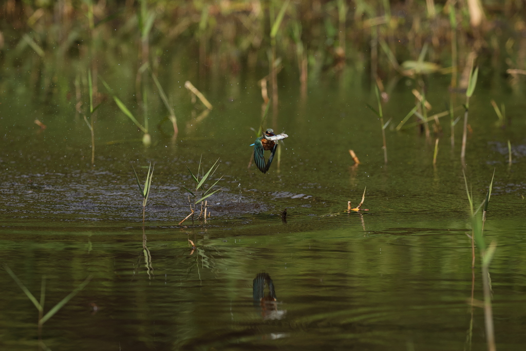 何とか取ったぞ１