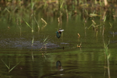 何とか取ったぞ１