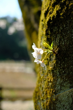 桜Ⅲ