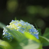 もうすぐ紫陽花の季節