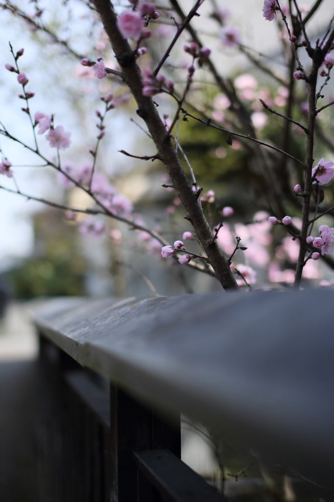 春の天領（日田）