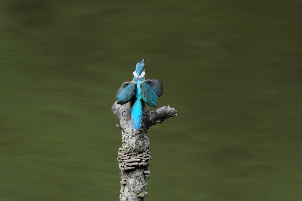 なかなか追えるよ２