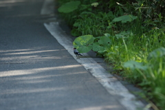 然別湖の鳥２