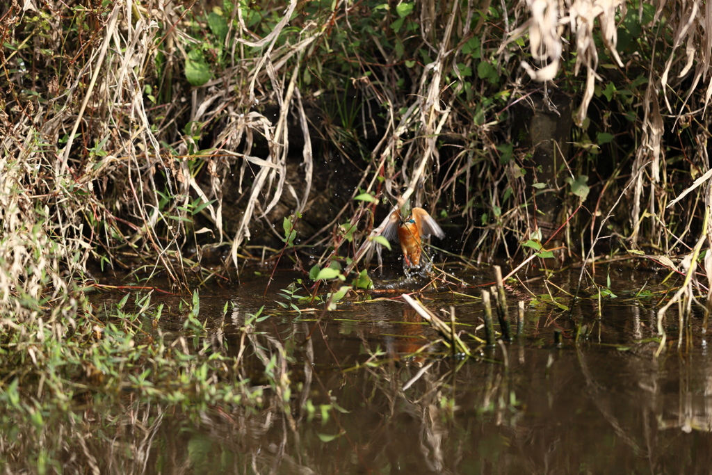 忍法、顔を隠して・・・・
