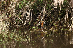 忍法、顔を隠して・・・・