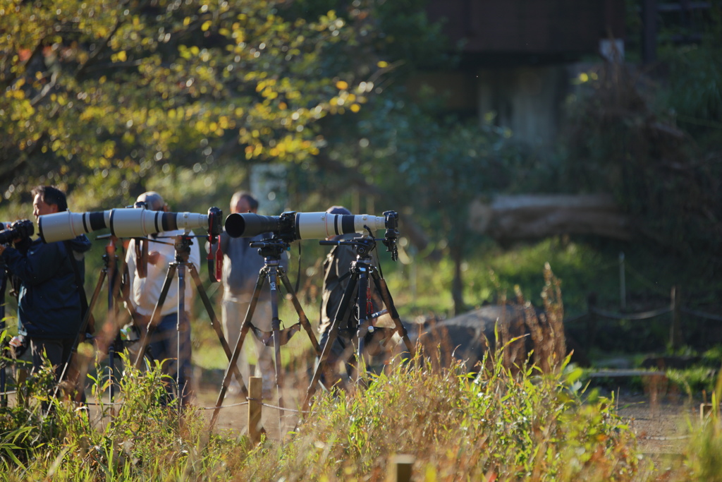 早朝からカワセミジャンキーが