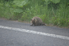 かゆいの？