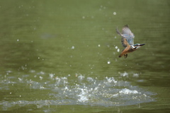 昨日から若＆姫が爆発