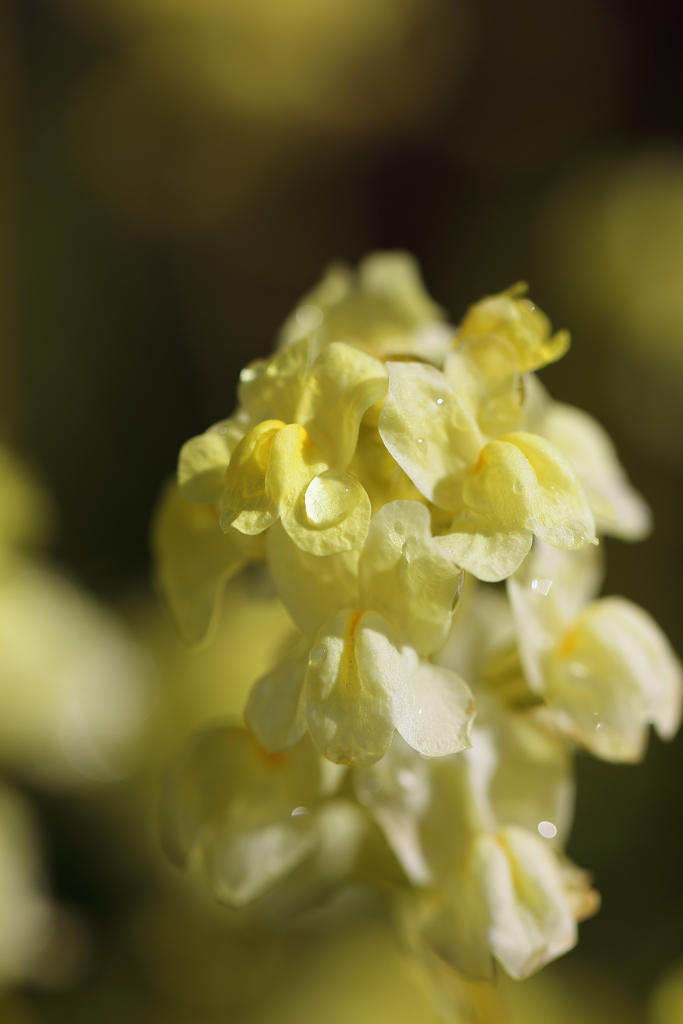 今日は寒いですね。春シリーズ