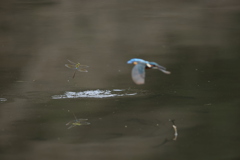 カワセミよりトンボ？