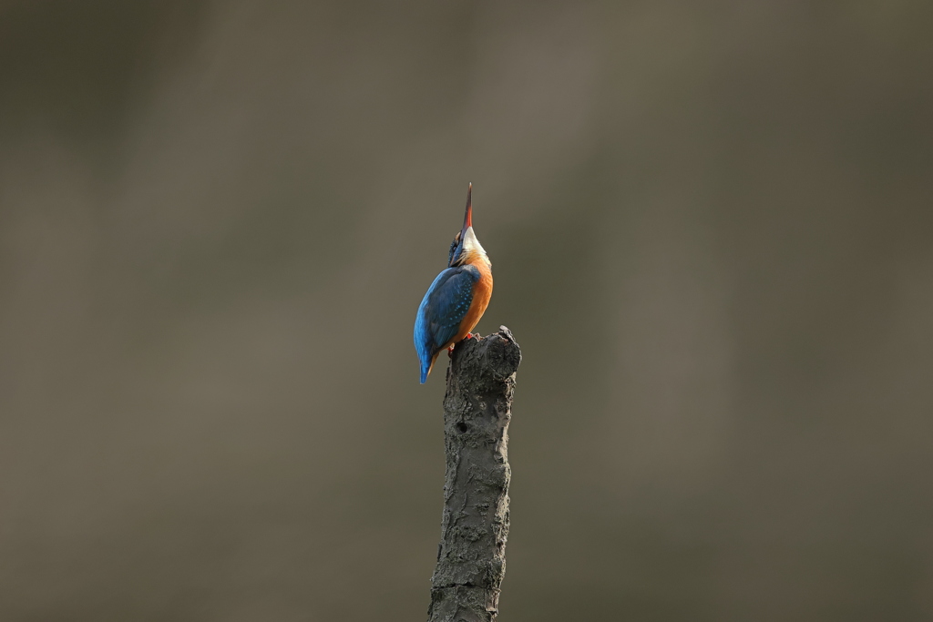 あっち向いてホイ