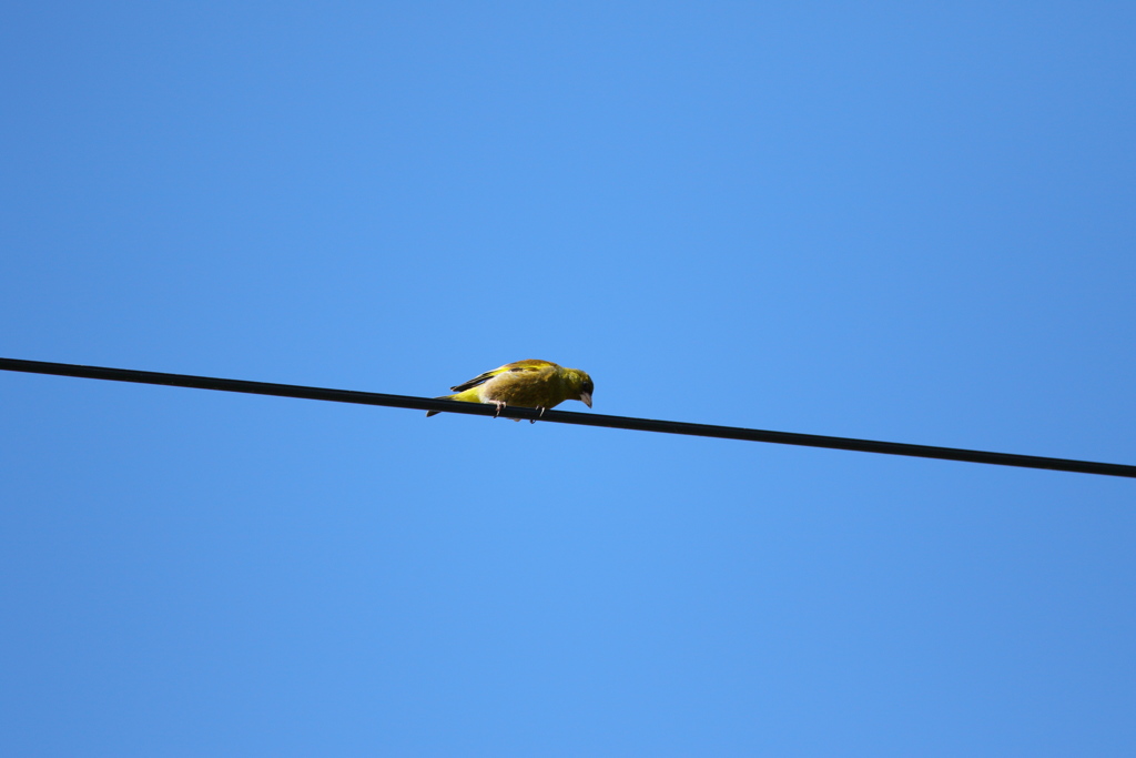 オオカワヒラ？