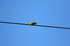 オオカワヒラ？