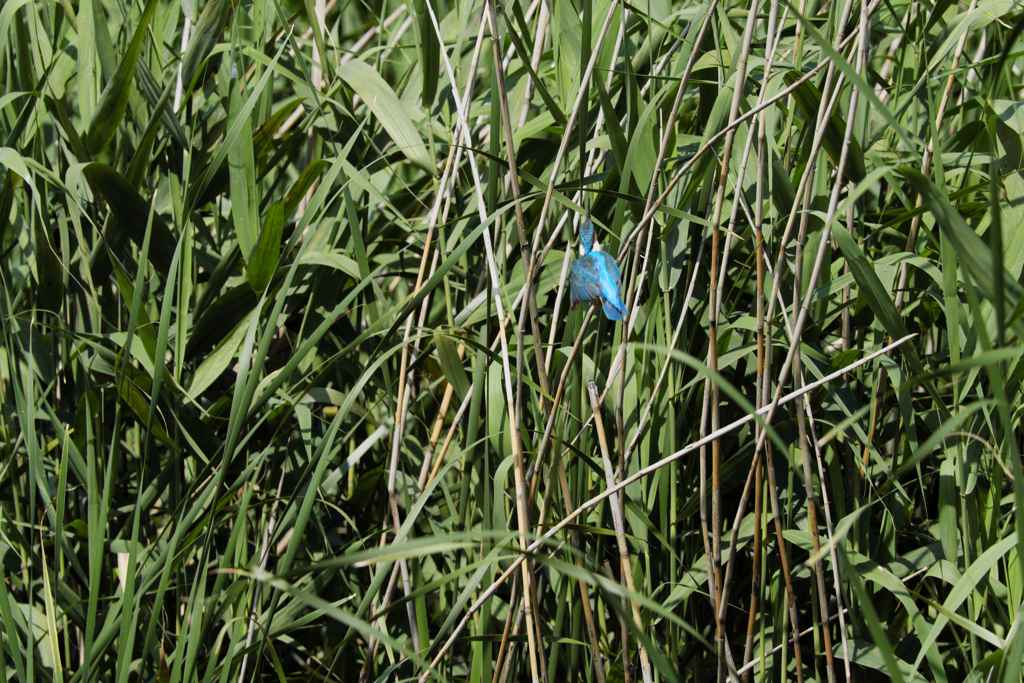 遠ければ追えそう６