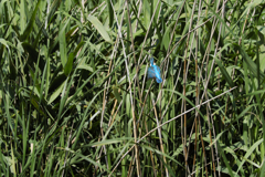 遠ければ追えそう6