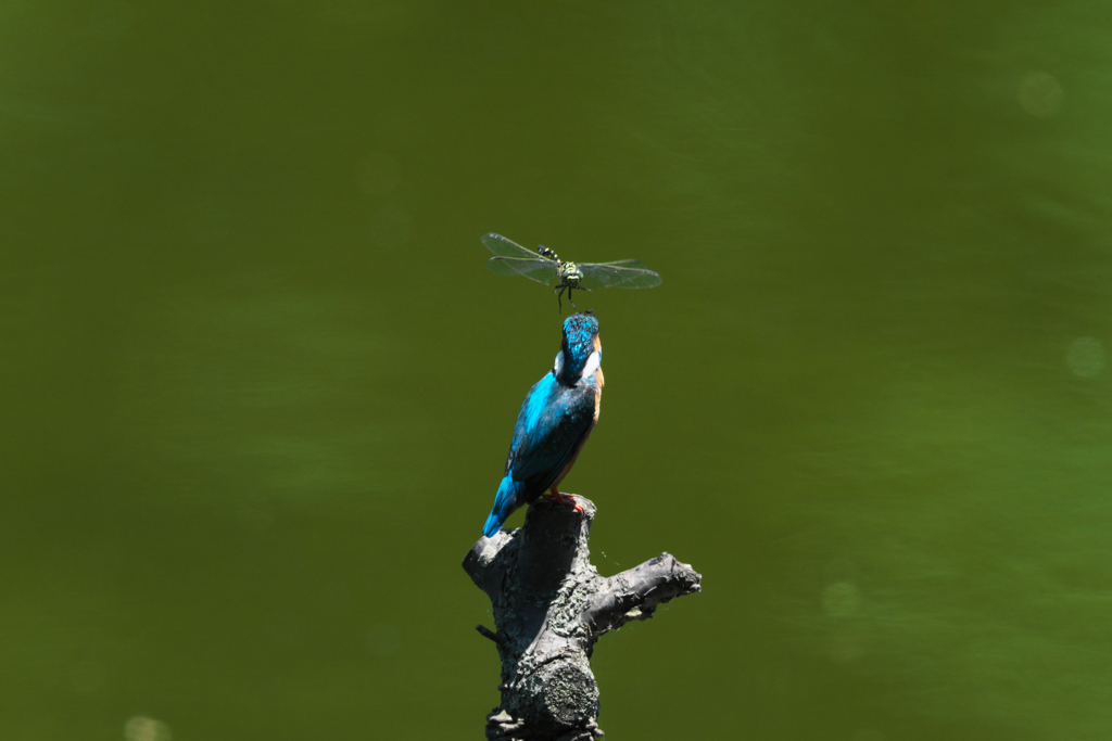 何しに来た？２