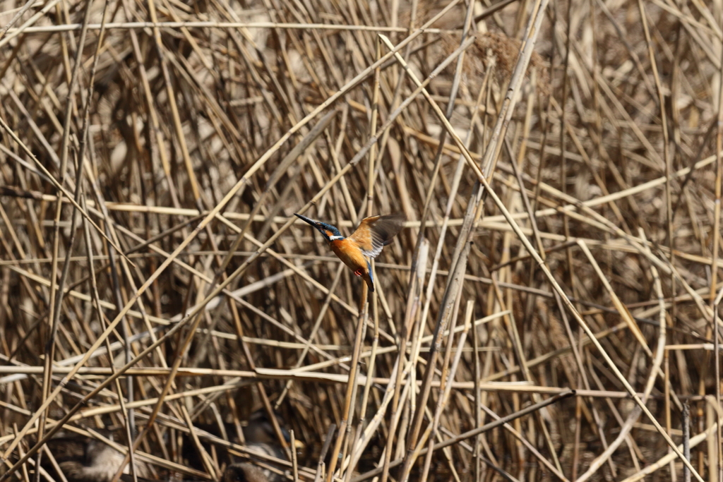 久し振りのカワちゃん７