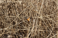 久し振りのカワちゃん7