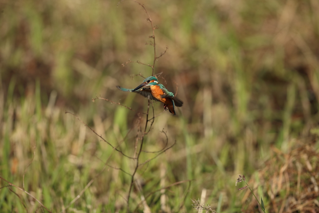 久し振りのホバ