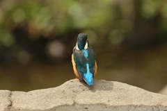 俺の背中を見ろ