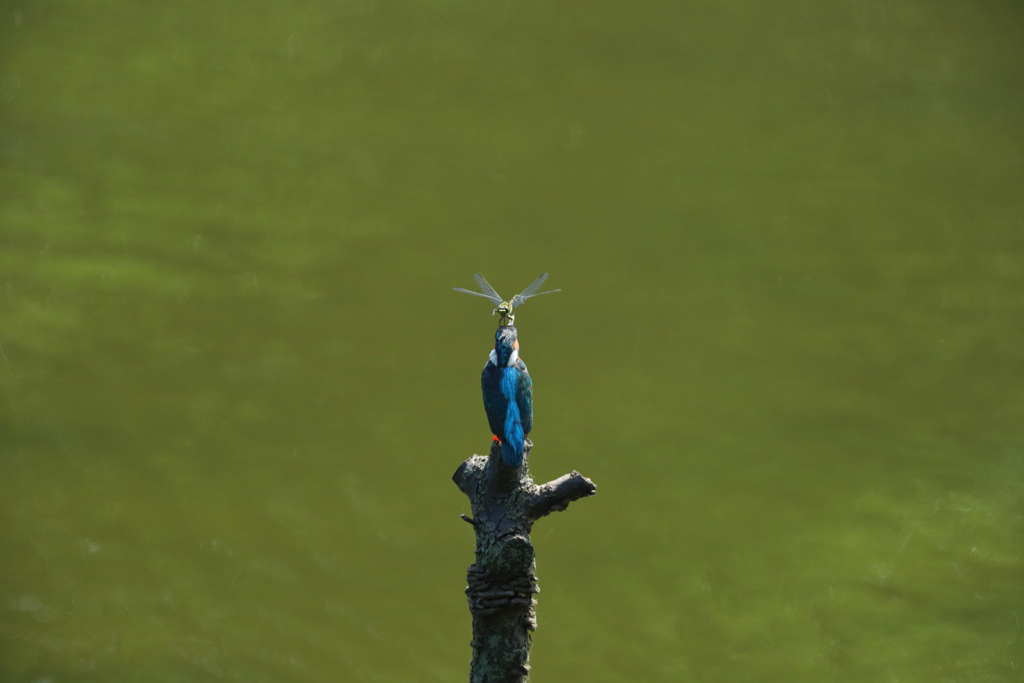 カワちゃんｖｓとんぼちゃん６