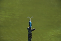 カワちゃんｖｓとんぼちゃん６