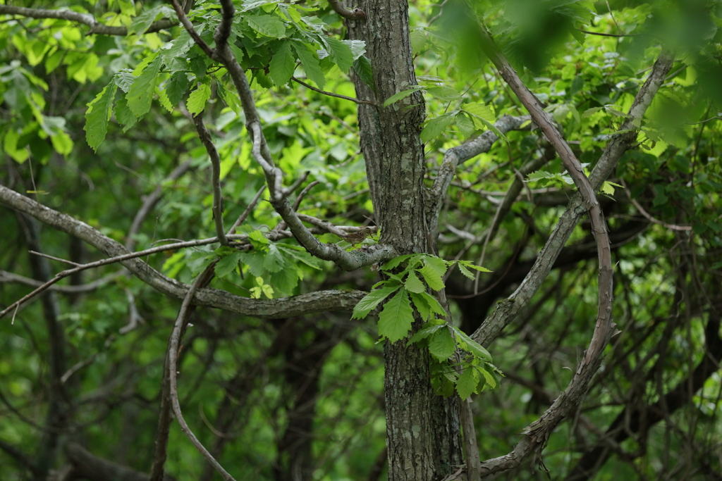何故か釧路湿原でもアオジ２