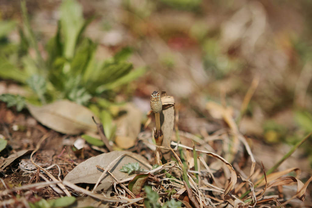 皆さん春ですよ！