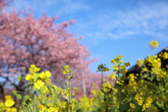 菜の花２